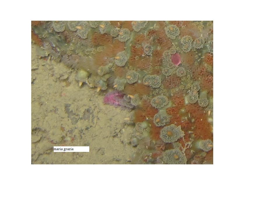 Marthasterias glacialis